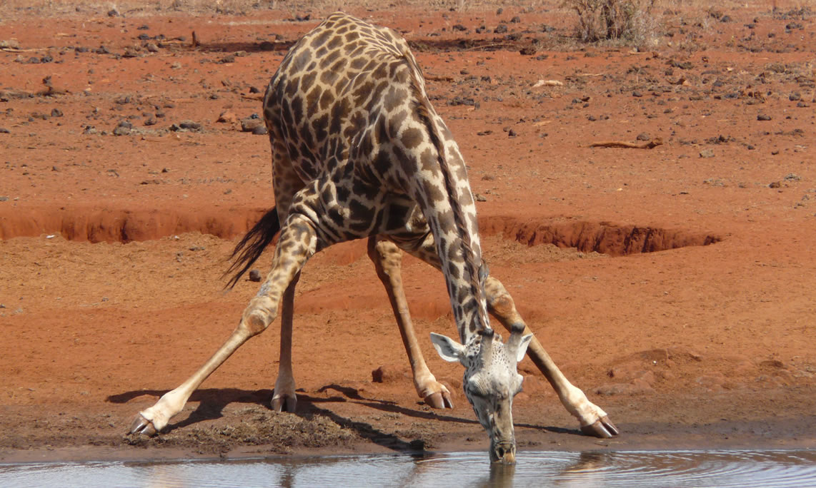 Wildlife Kenia