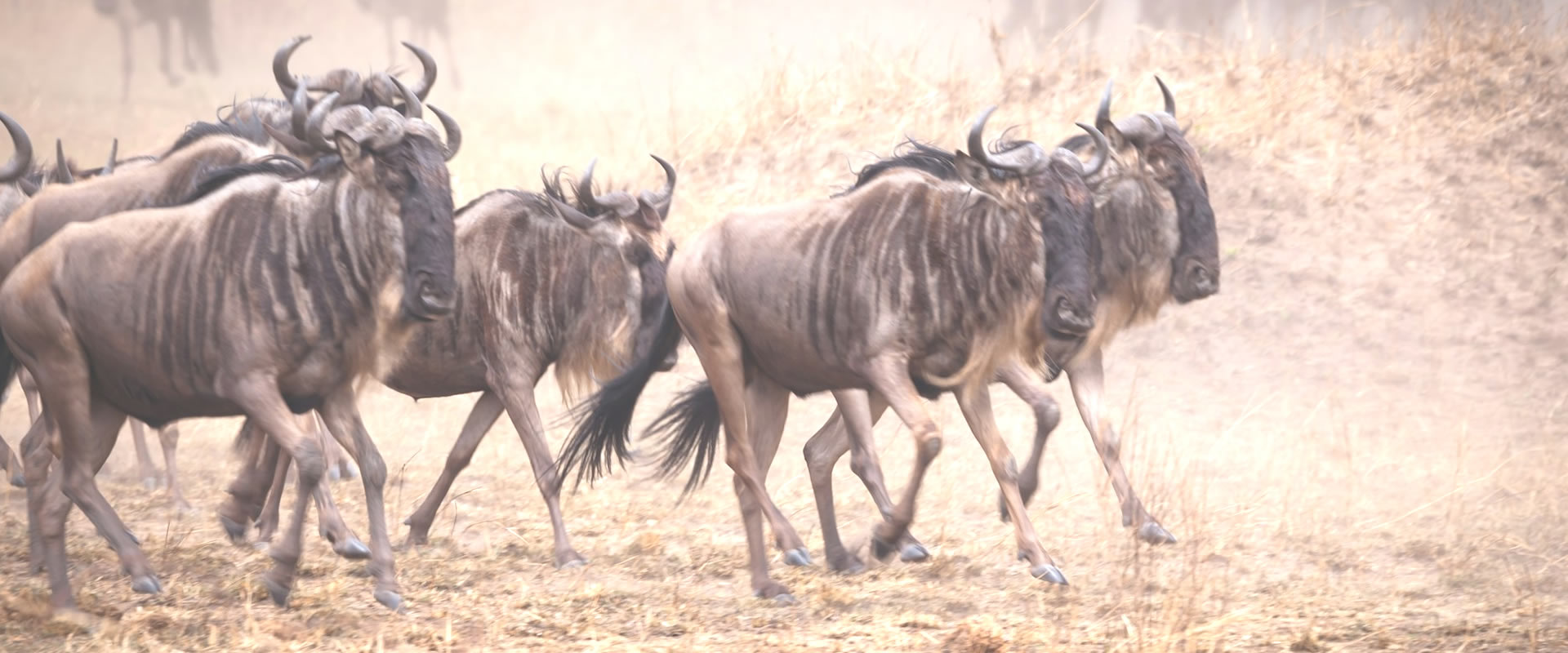 8 Tage Budget-Safari in Kenia