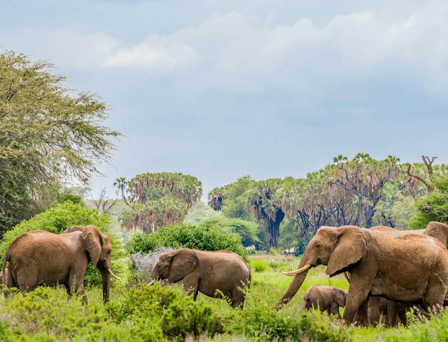 7 Tage Urlaubs-Budget-Safari