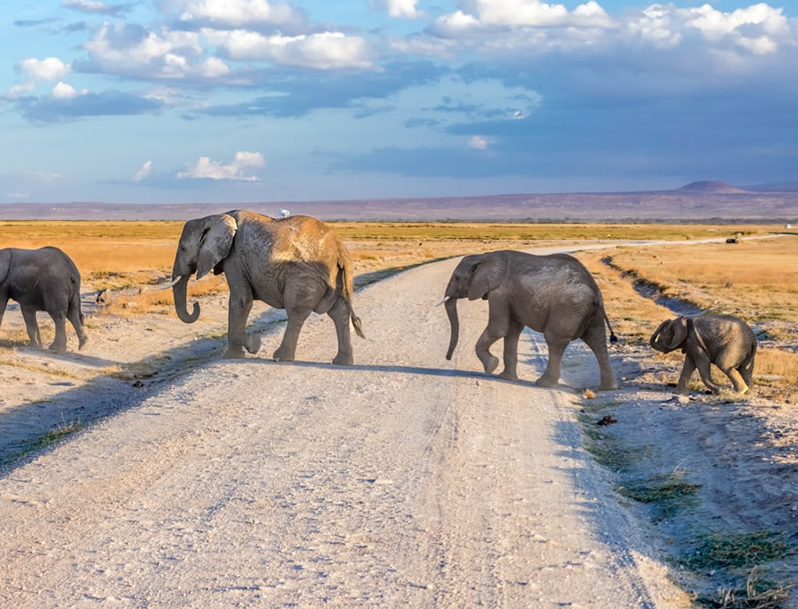 4 Tage Tsavo West-Amboseli-Tsavo Ost