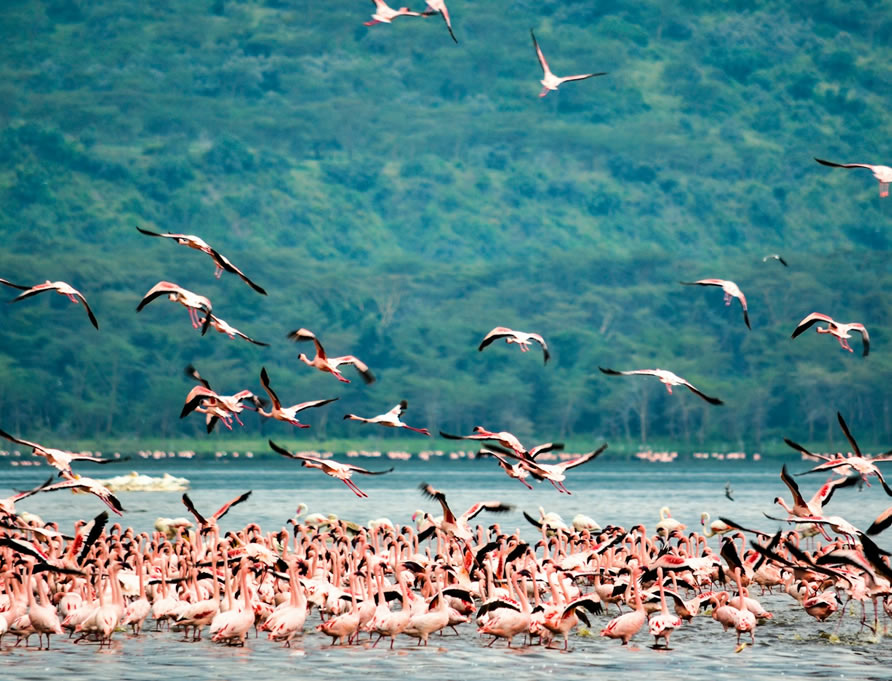 Safari Kenia