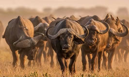 4 days Masai mara lake nakuru