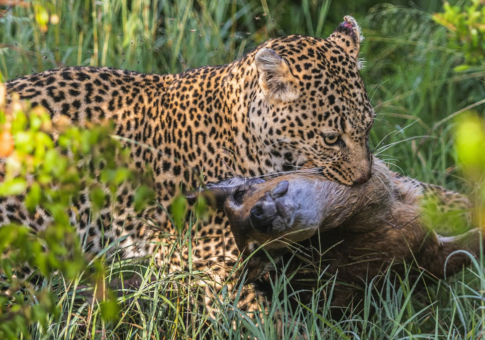 10 Tage – Amboseli – Sweetwaters – Samburu - Lake Nakuru - Maasai Mara - Mombasa