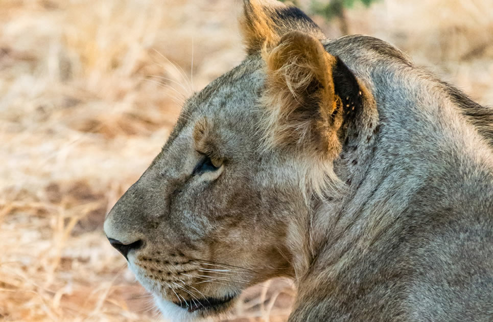 8 Tage   Samburu - Lake Nakuru - Maasai Mara - Lake Naivasha - Amboseli.