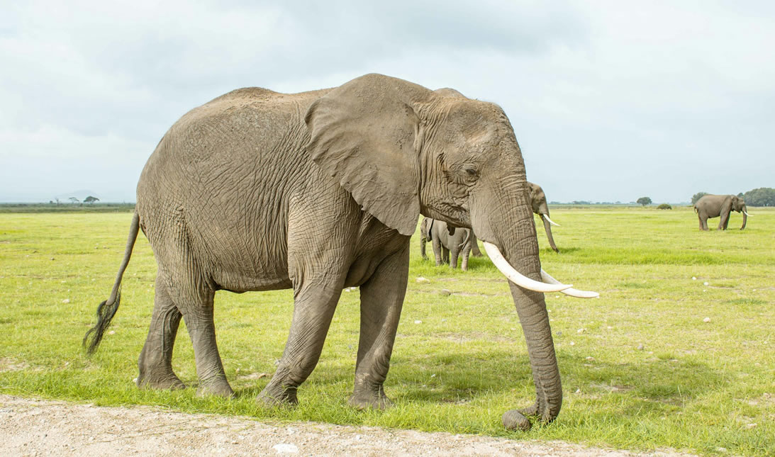 8 Tage  Lake Nakuru - Lake Naivasha – Amboseli -  Tsavo West -  Tsavo Ost - Mombasa / Diani Beach