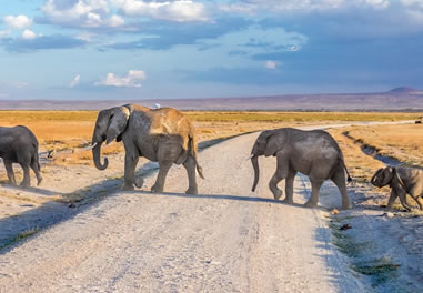 Aufregende Nairobi-Safaris